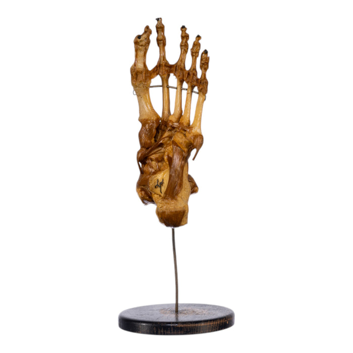 Real Human Foot and Ankle Joint on Stand