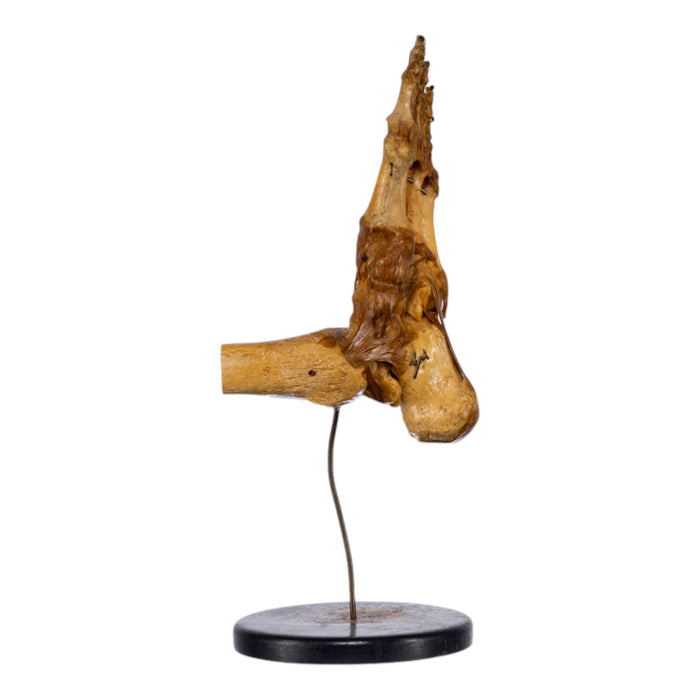 Real Human Foot and Ankle Joint on Stand