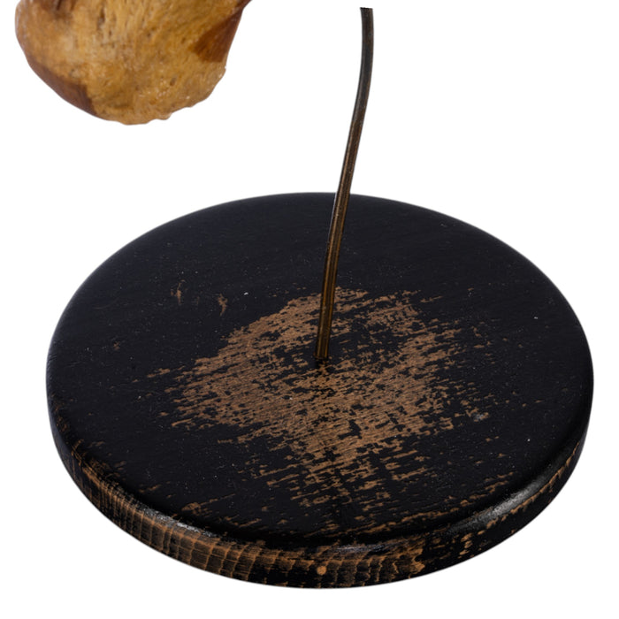 Real Human Foot and Ankle Joint on Stand