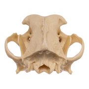 Replica Domestic Dog Skull - Pit Bull