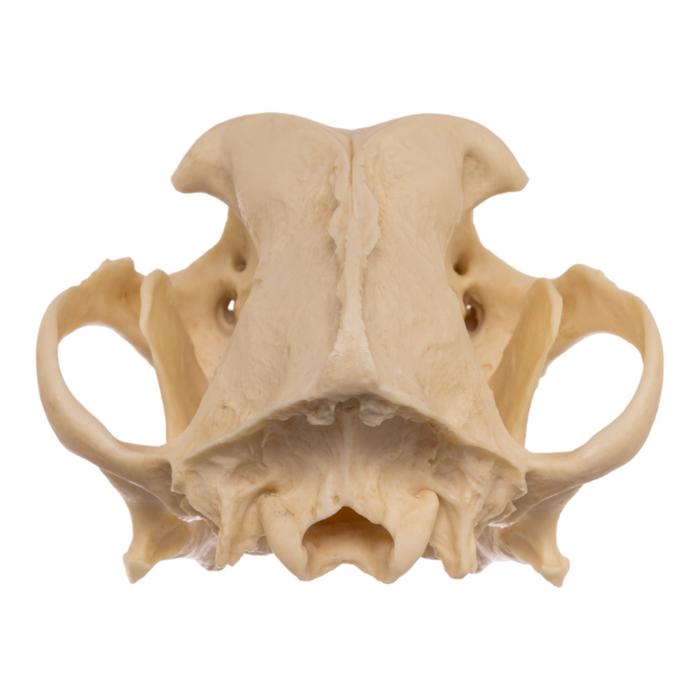 Replica Domestic Dog Skull - Pit Bull