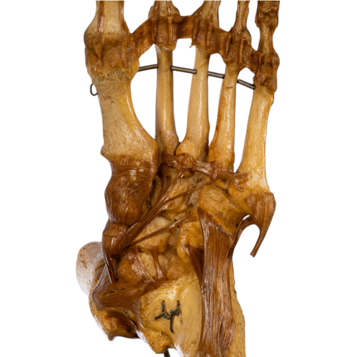 Real Human Foot and Ankle Joint on Stand