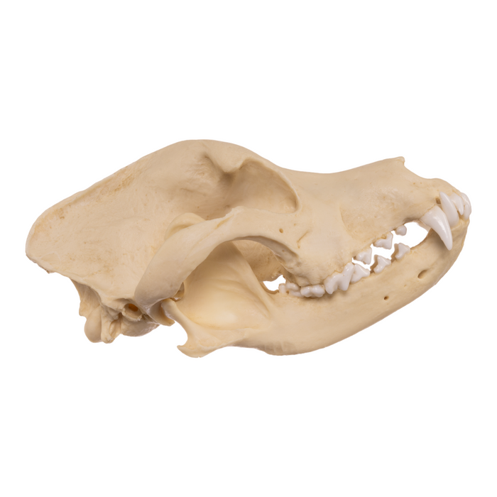 Replica Domestic Dog Skull - Pit Bull