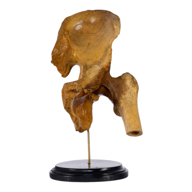 Real Human Left Hip Joint on Stand