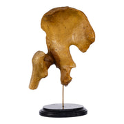 Real Human Left Hip Joint on Stand