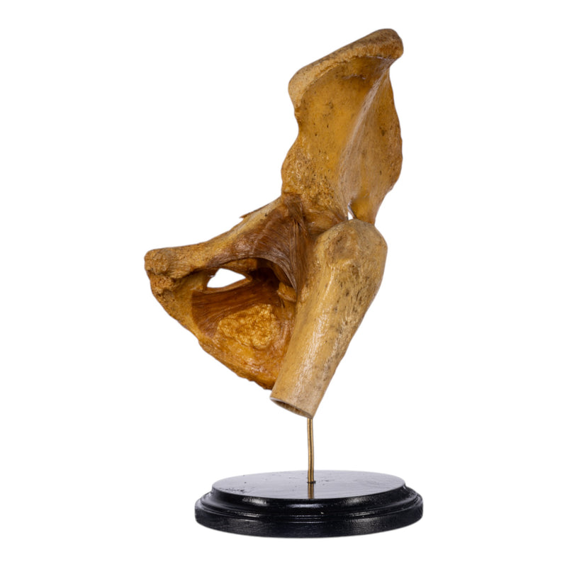 Real Human Left Hip Joint on Stand