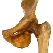 Real Human Left Hip Joint on Stand