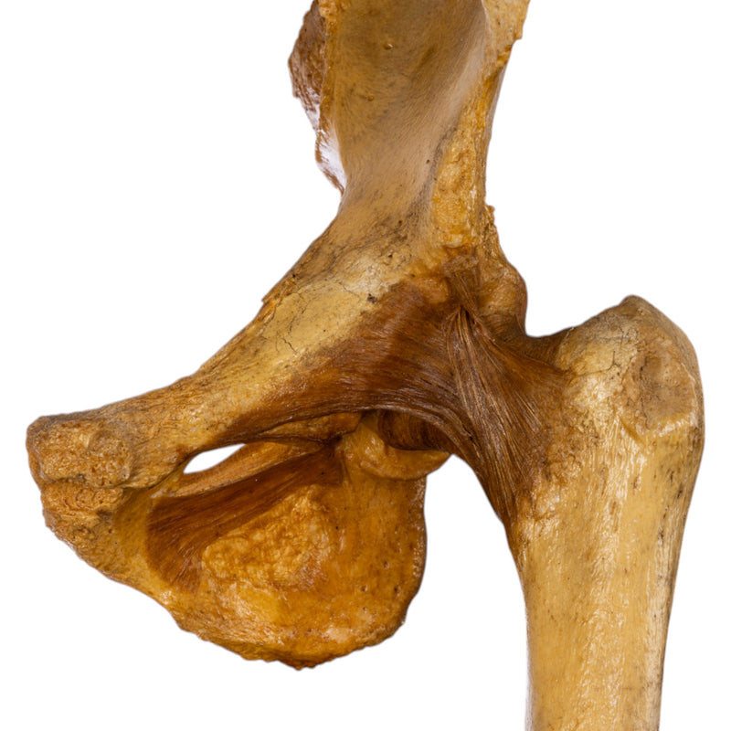 Real Human Left Hip Joint on Stand
