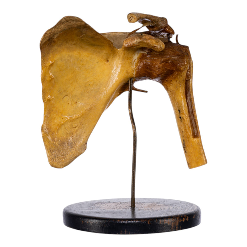 Real Human Left Shoulder Joint on Stand