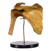 Real Human Left Shoulder Joint on Stand