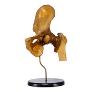 Real Human Left Hip Joint on Stand