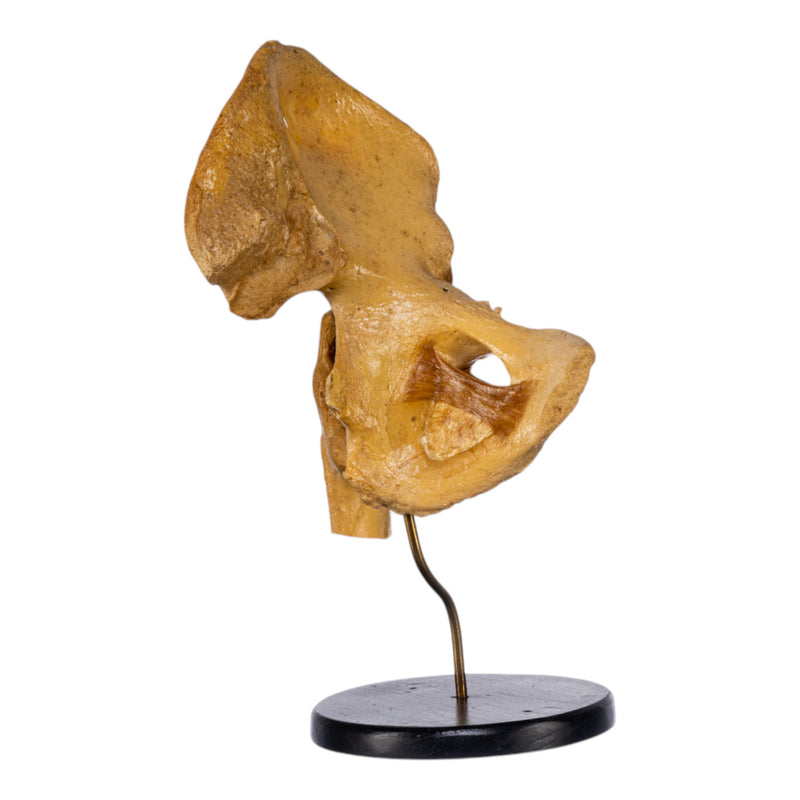Real Human Left Hip Joint on Stand