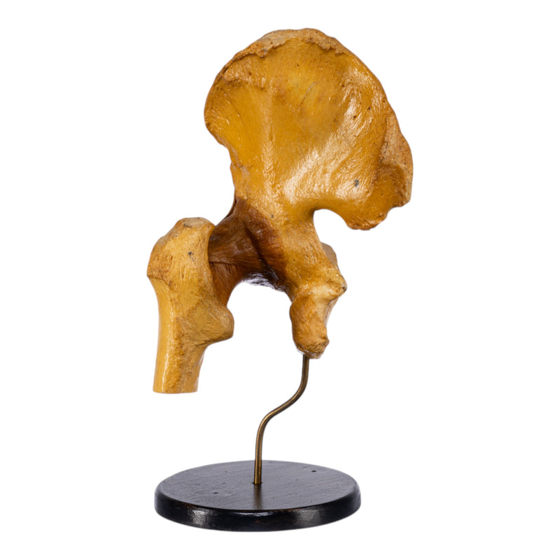 Real Human Left Hip Joint on Stand
