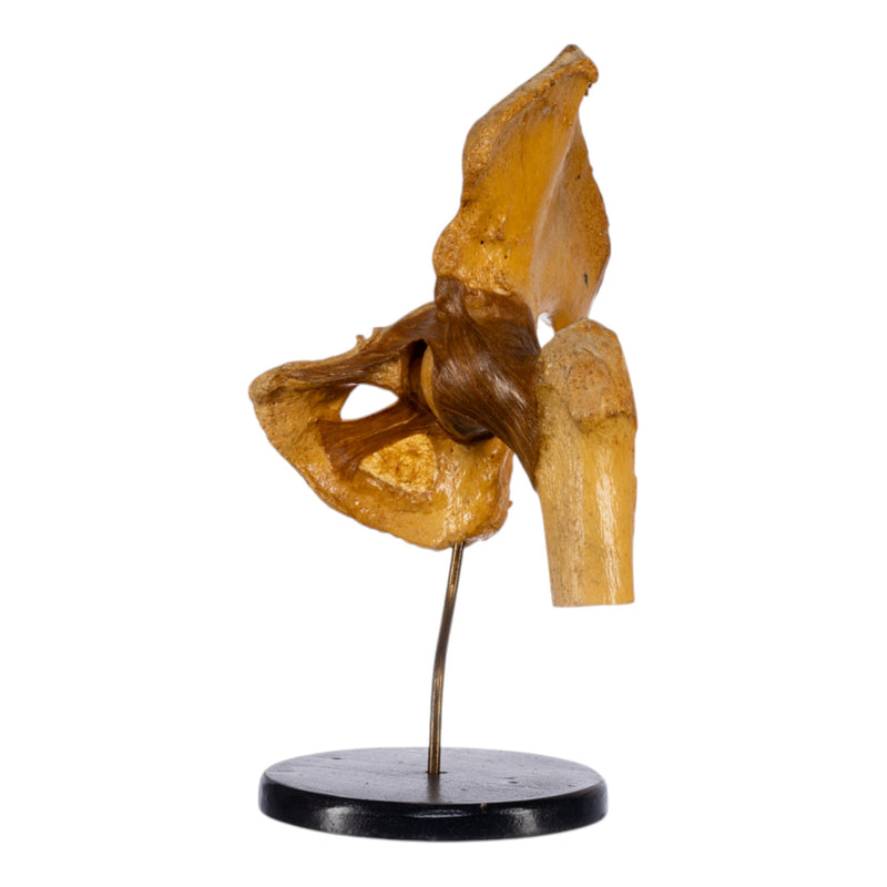Real Human Left Hip Joint on Stand