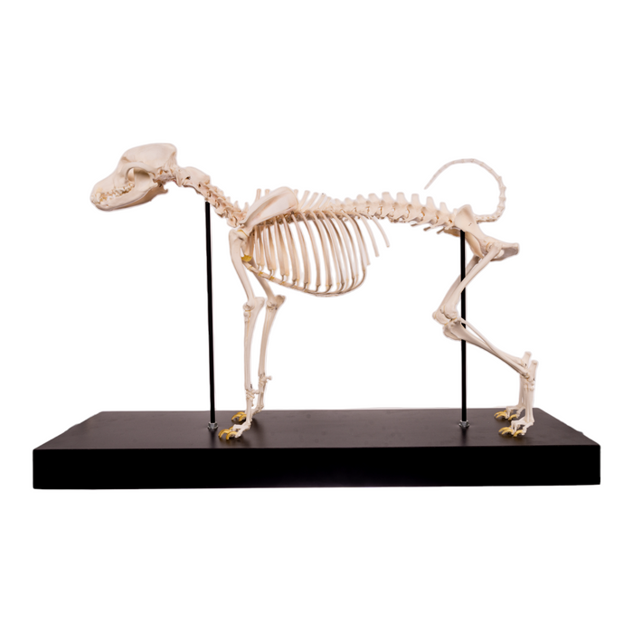 Real Domestic Dog Skeleton by Skulls Unlimited
