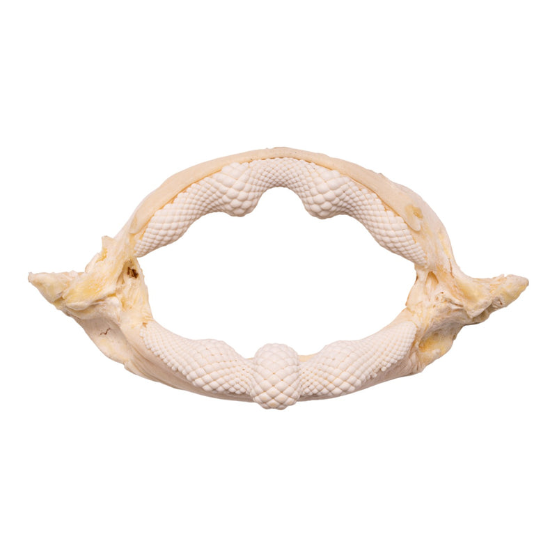 Real Bowmouth Guitarfish Jaw (9.6")