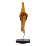 Real Human Elbow Joint on Stand
