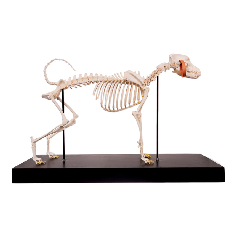 Real Domestic Dog Skeleton by Skulls Unlimited