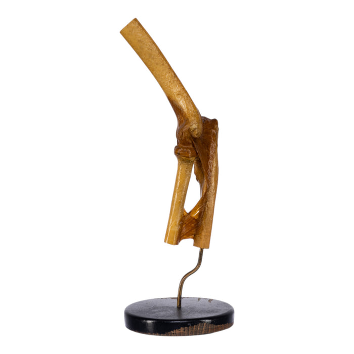 Real Human Elbow Joint on Stand