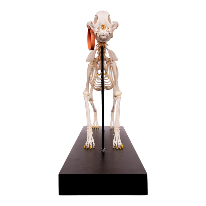 Real Domestic Dog Skeleton by Skulls Unlimited