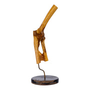 Real Human Elbow Joint on Stand