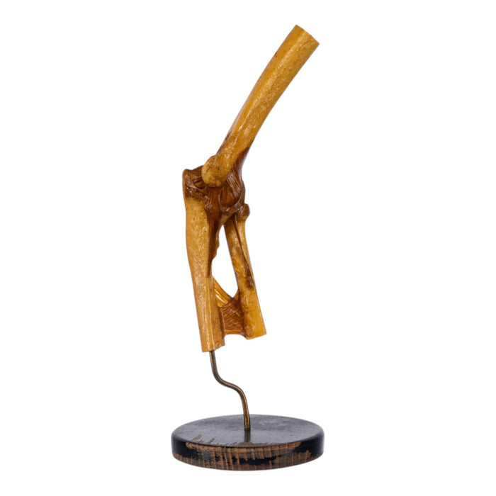 Real Human Elbow Joint on Stand