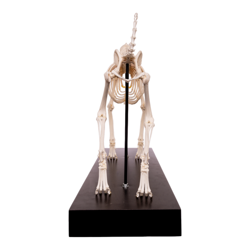 Real Domestic Dog Skeleton by Skulls Unlimited