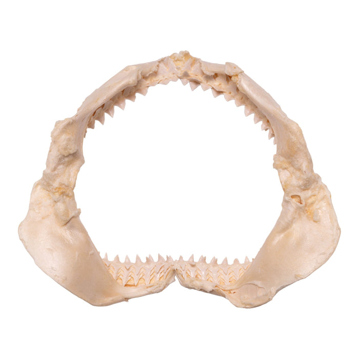 Real Bull Shark Jaw For Sale — Skulls Unlimited International, Inc.