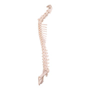 Real Domestic Dog Spine, Pelvis, and Sacrum - Articulated