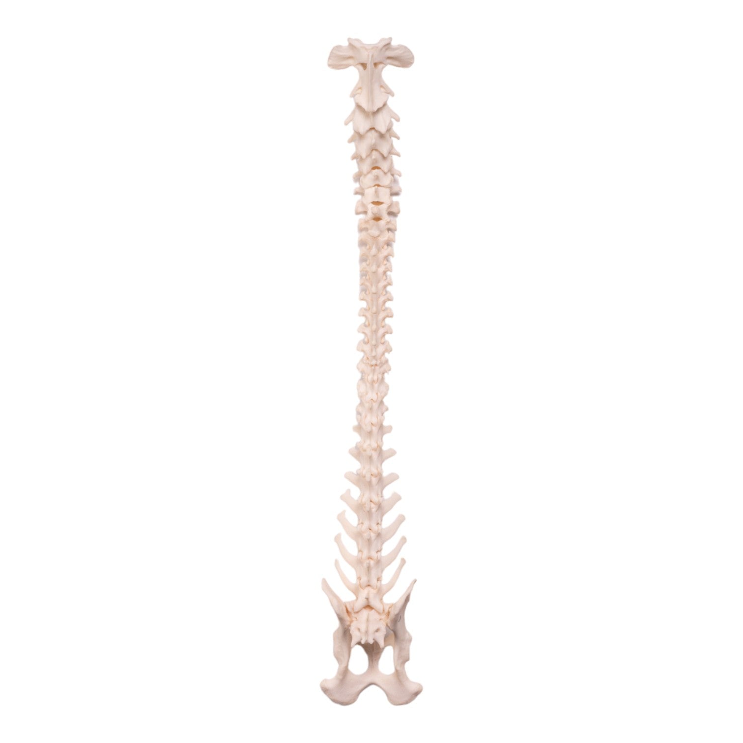Real Domestic Dog Spine, Pelvis, and Sacrum For Sale — Skulls
