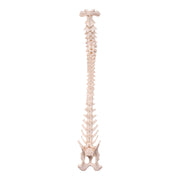Real Domestic Dog Spine, Pelvis, and Sacrum - Articulated