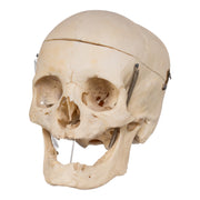 Real Human Skull