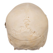 Real Human Skull