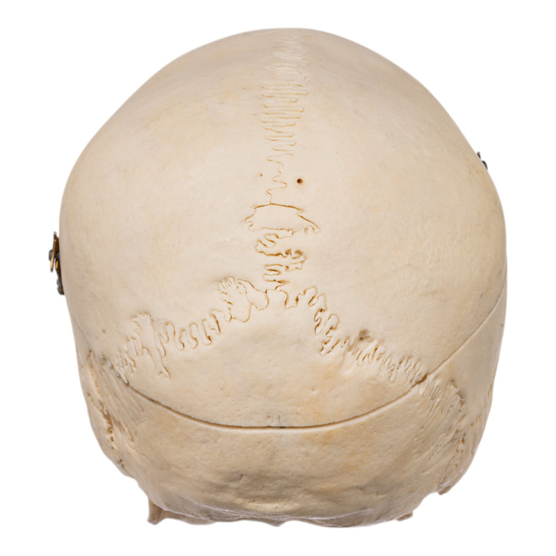 Real Human Skull