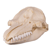 Replica False Killer Whale Skull
