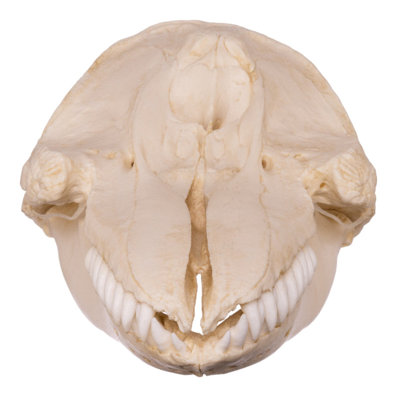 Replica False Killer Whale Skull