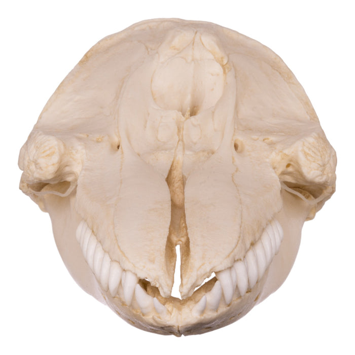 Replica False Killer Whale Skull
