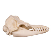 Replica False Killer Whale Skull
