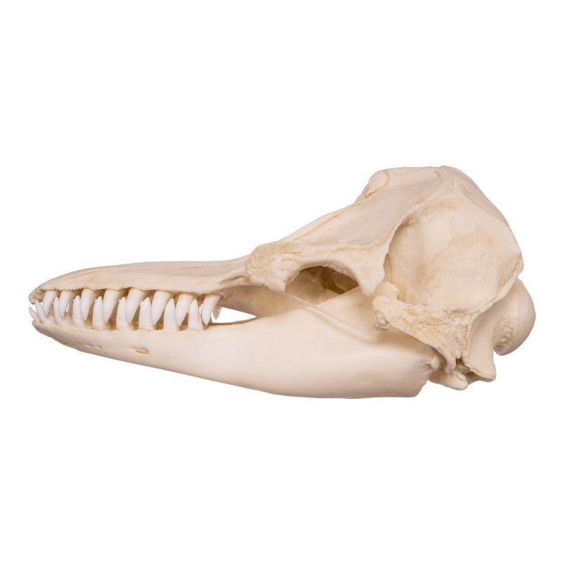 Replica False Killer Whale Skull