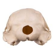 Replica False Killer Whale Skull