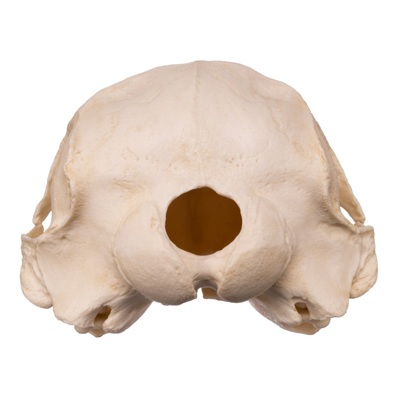 Replica False Killer Whale Skull