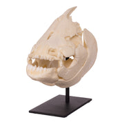 Replica Pacu Skull on Stand