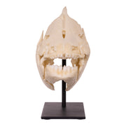 Replica Pacu Skull on Stand