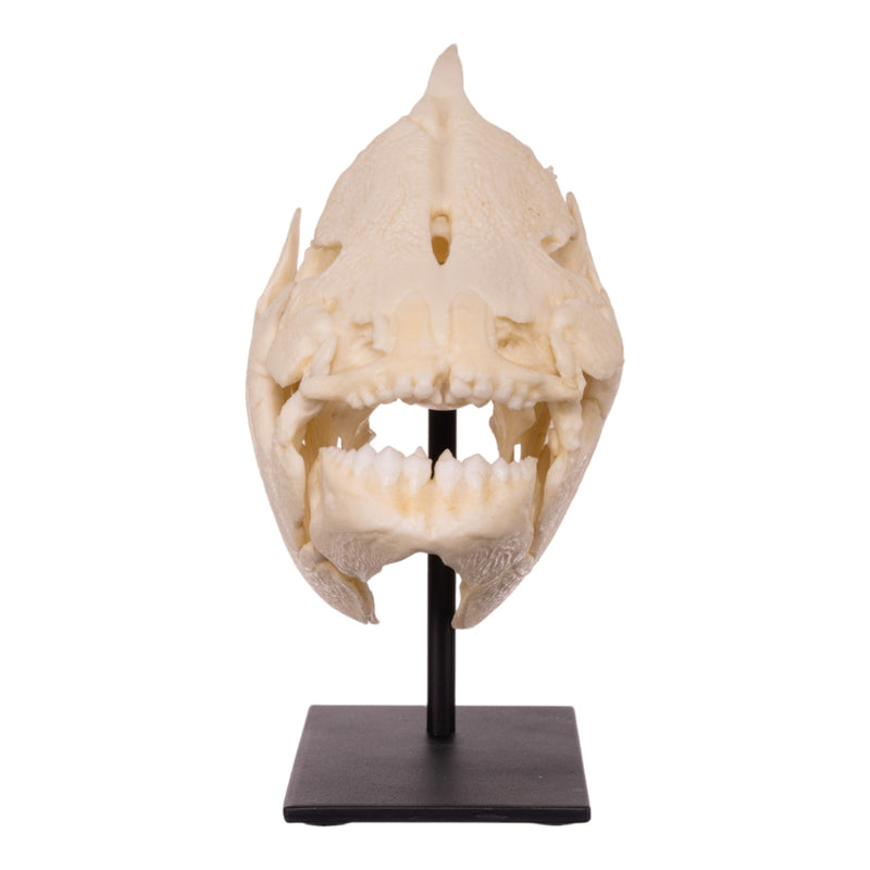 Replica Pacu Skull on Stand
