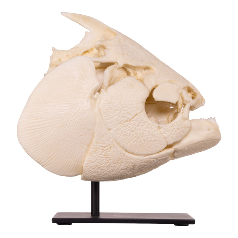Replica Pacu Skull on Stand