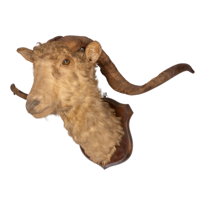 Real Taxidermy Spanish Goat on Plaque