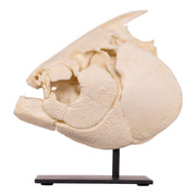 Replica Pacu Skull on Stand