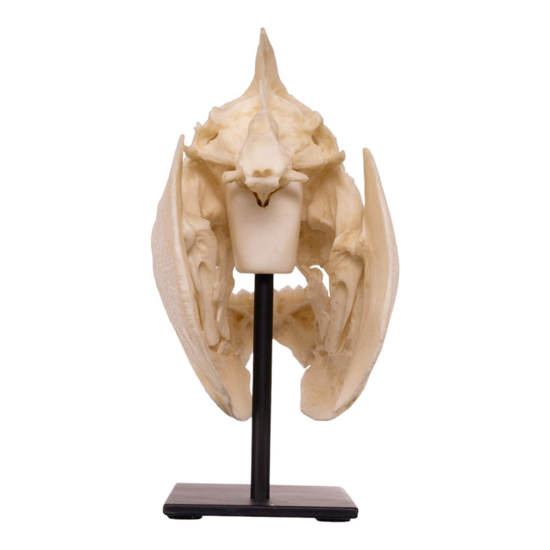 Replica Pacu Skull on Stand