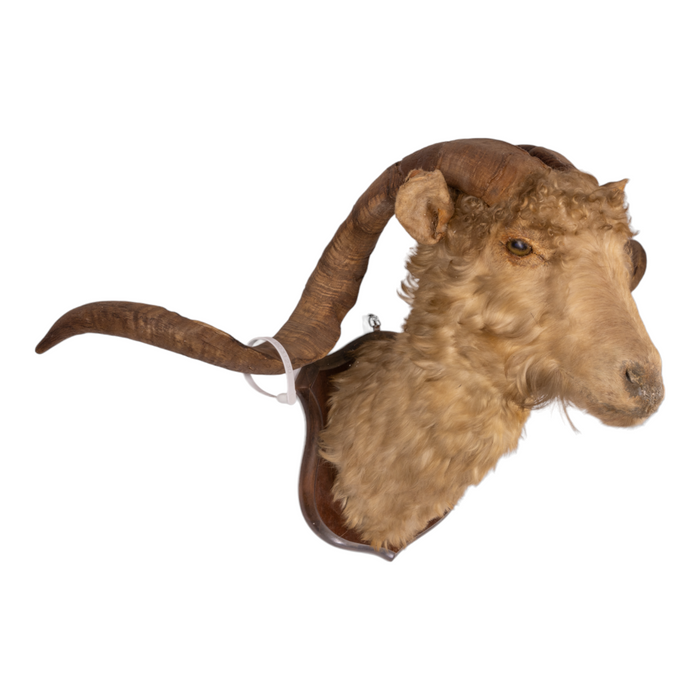 Real Taxidermy Spanish Goat on Plaque