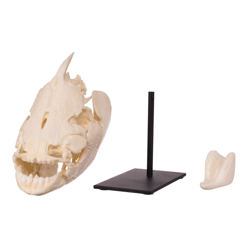 Replica Pacu Skull on Stand